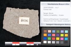 Foto (Objekt + Etikett) von Plantae indet.  (NHMW-GEO-2024-0188-6696)
